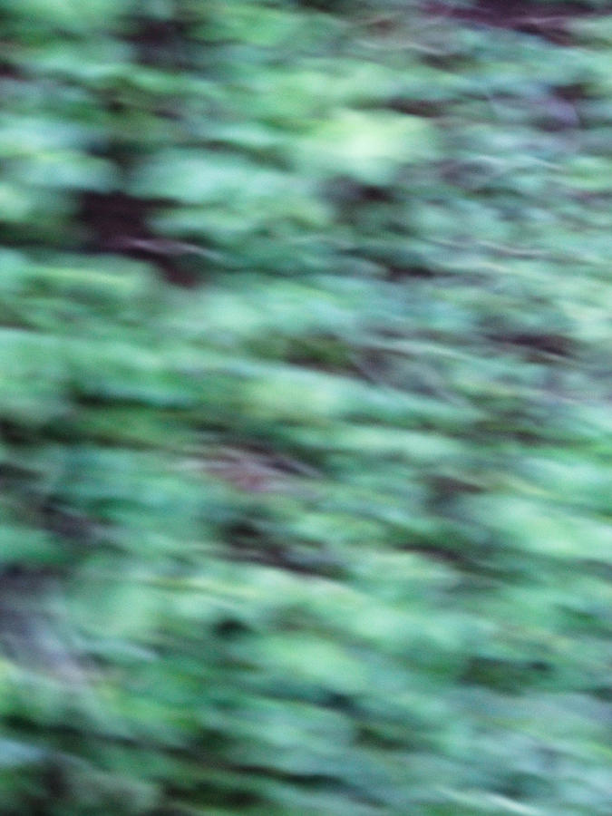 Blurred Foliage Photograph