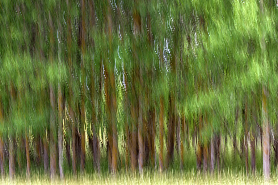 Blurred Forest Photograph