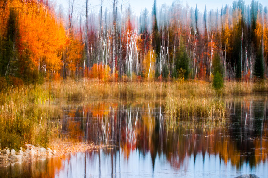 Blurred golden autumn Palette of birch Photograph by Jeff Folger