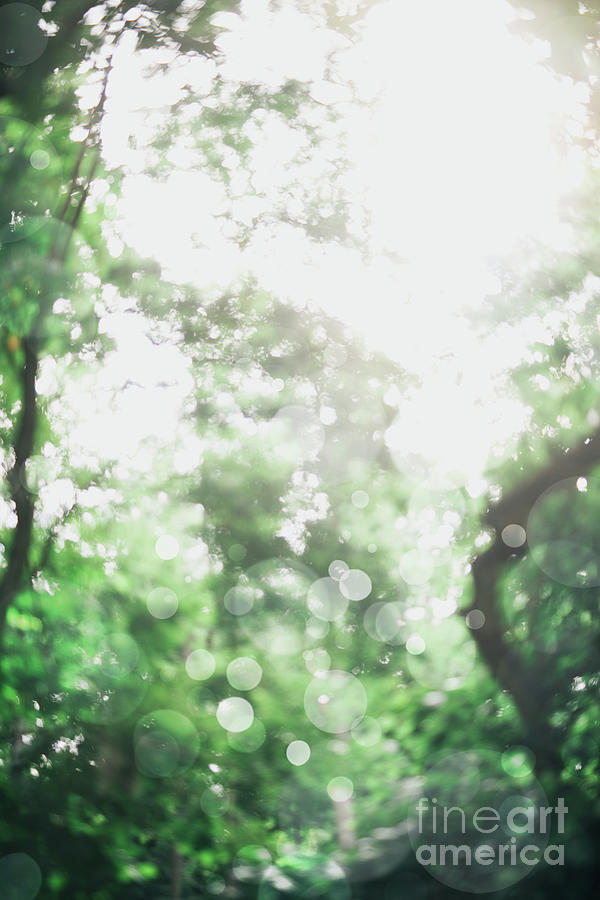 Blurred image of green trees and sunlight Photograph by Michal Bednarek