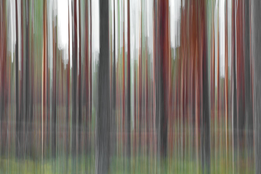Blurred pine forest Photograph by Ulrich Kunst And Bettina Scheidulin
