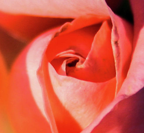 Blurred Rose Photograph by Jeff Kurtz
