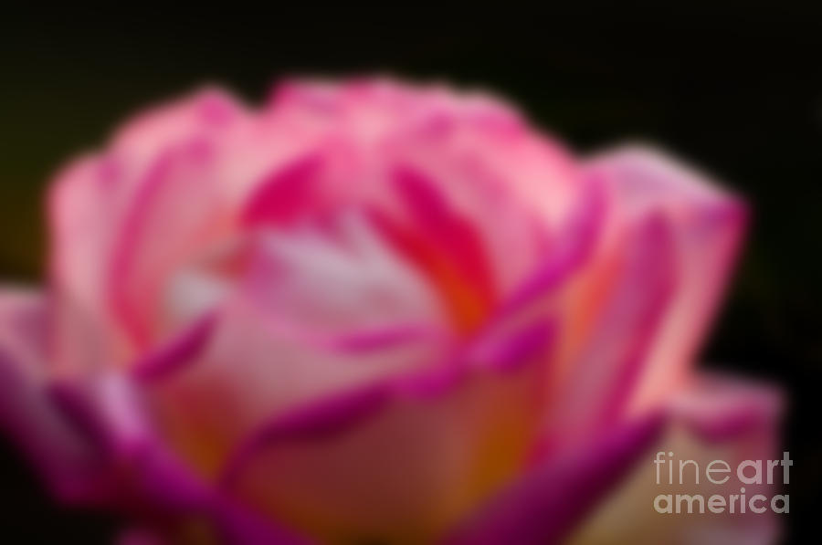 Spring Photograph - Blurred Rose petals with dark background by Rudra Narayan  Mitra
