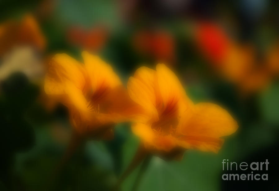 Spring Photograph - Blurred seasonal flowers with dark green background by Rudra Narayan  Mitra