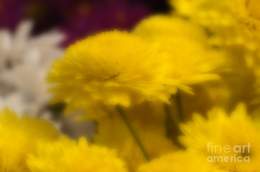 Spring Photograph - Blurred seasonal flowers with out of focus background by Rudra Narayan  Mitra
