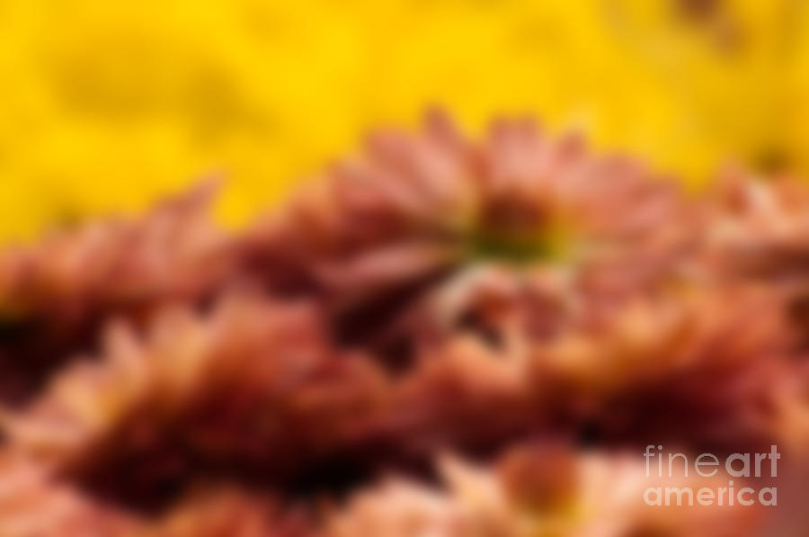 Spring Photograph - Blurred seasonal flowers with yellow background by Rudra Narayan  Mitra
