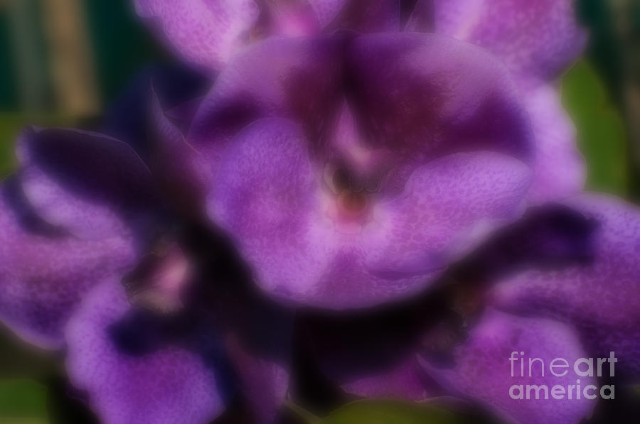 Orchid Photograph - Blurred seasonal orchid flowers with dark green background by Rudra Narayan  Mitra