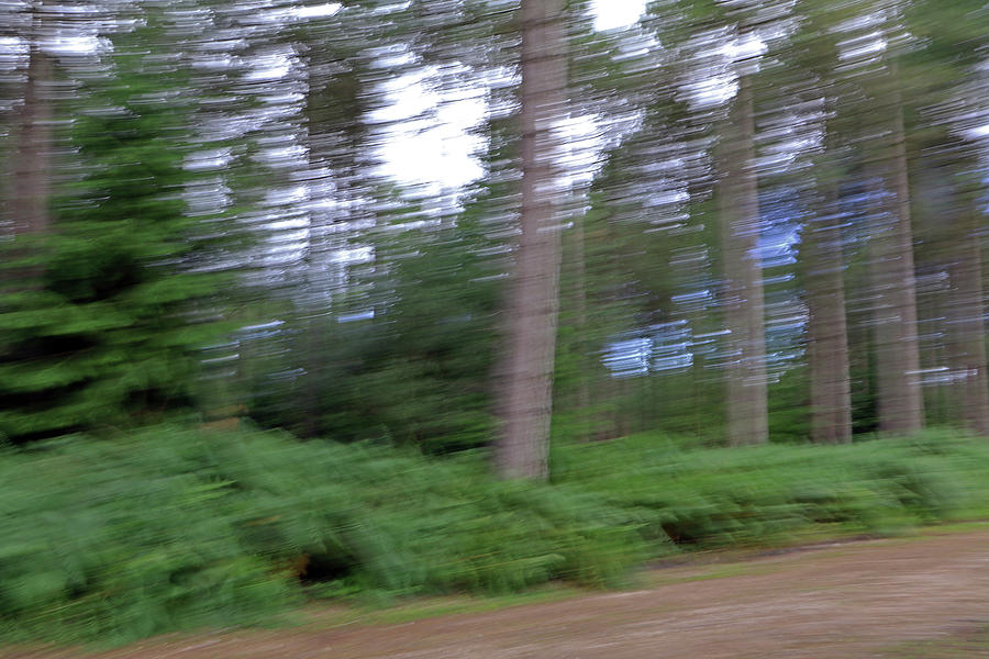 Blurred Woods Photograph