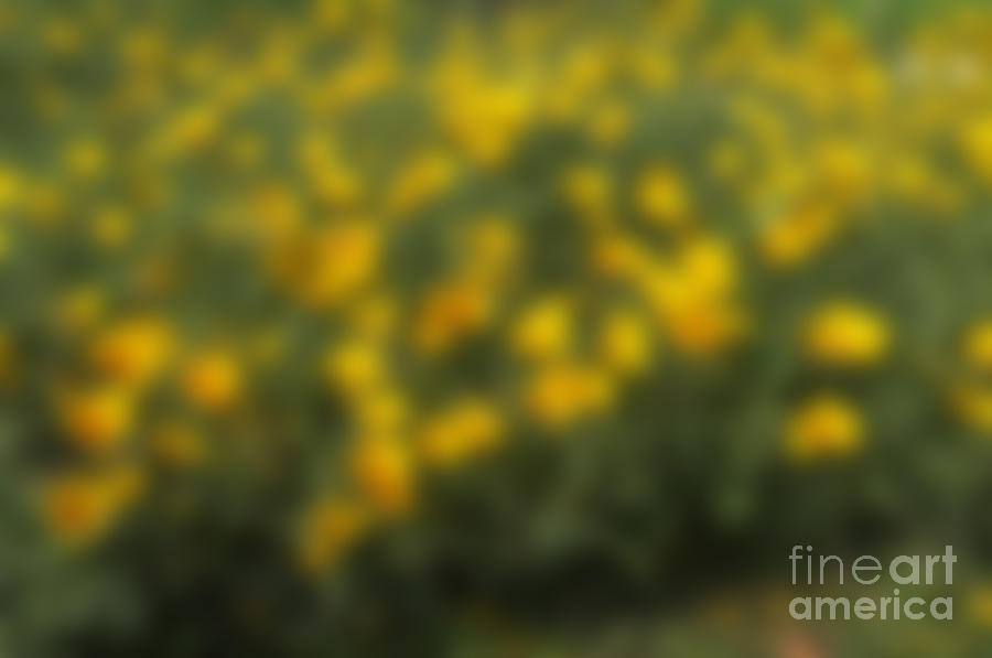 Blurred Yellow Seasonal Flower With Dark Background Photograph