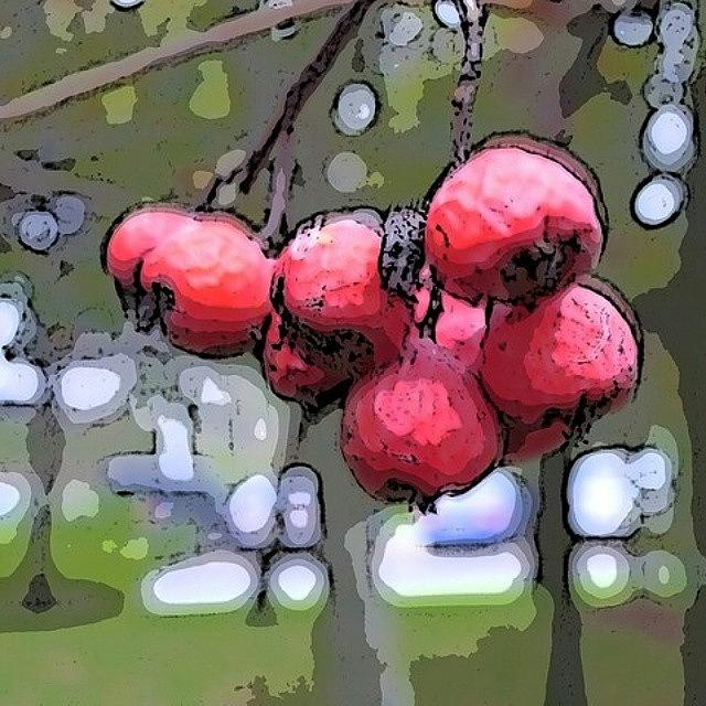Nature Photograph - Blurry Berries... by Andy Blackburn 