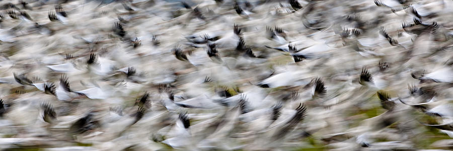 Blurry birds in a flurry panorama PG024 Photograph by Yoshiki Nakamura