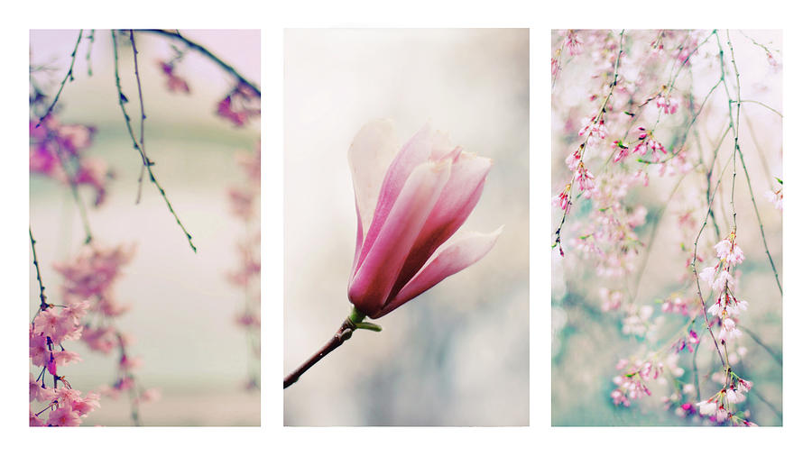 Blush Blossom Triptych Photograph by Jessica Jenney