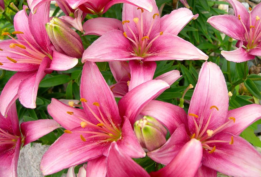 Lily Photograph - Blush Of The Blossoms by Randy Rosenberger