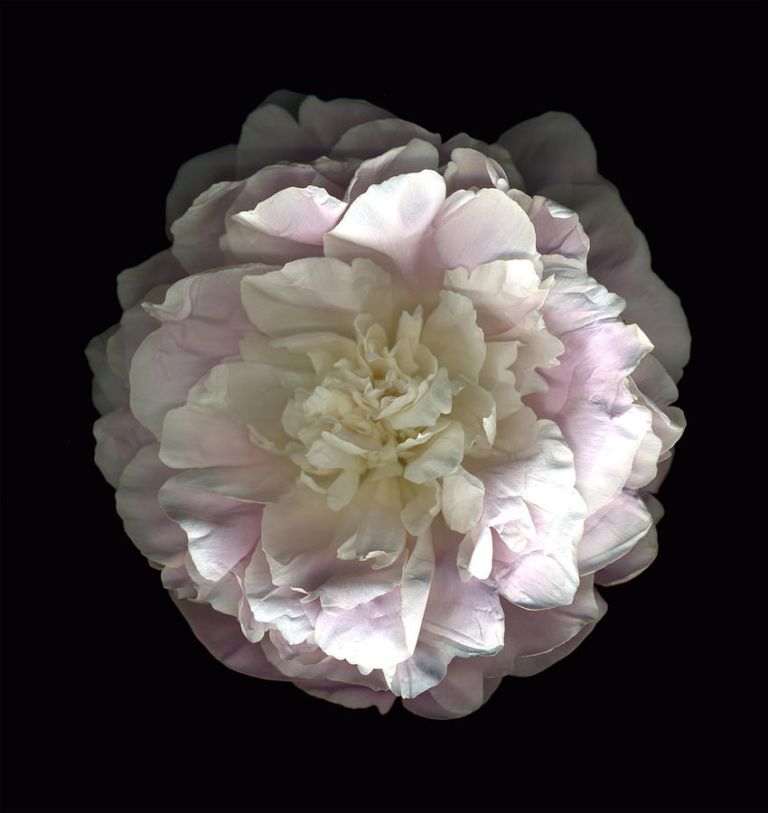 Flowers Still Life Photograph - Blush Peony Open by Deborah J Humphries