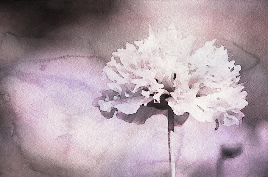 Blush Pink Carnation Mixed Media by Susan Maxwell Schmidt