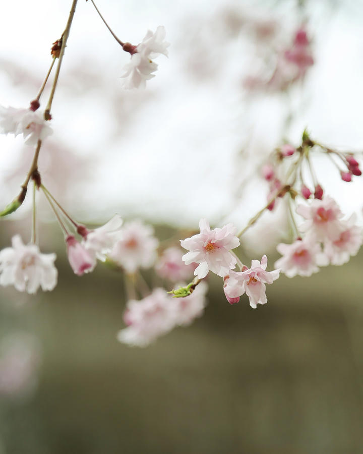 Blush Pink Cherry Blossoms on Brown Photograph by Brooke T Ryan
