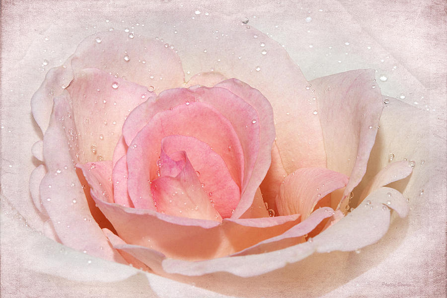 Blush Pink Dewy Rose Photograph by Phyllis Denton