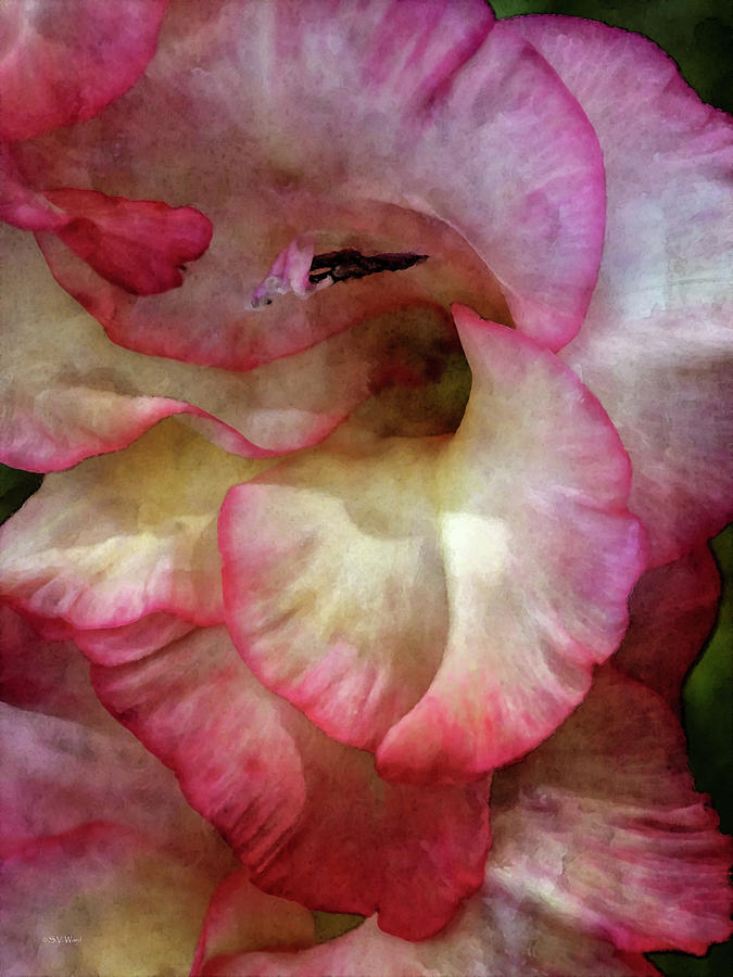 Blush Pink Gladiolus 4547 IDP_2 Photograph by Steven Ward