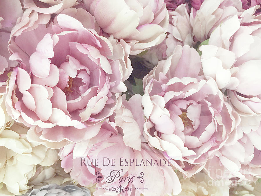 Blush Pink Peony Flowers - Pink Blush French Peony Romantic Floral Watercolor French Script Photograph by Kathy Fornal