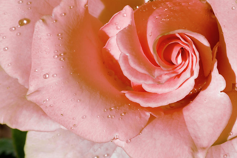Blush Pink Rose Photograph by Phyllis Denton