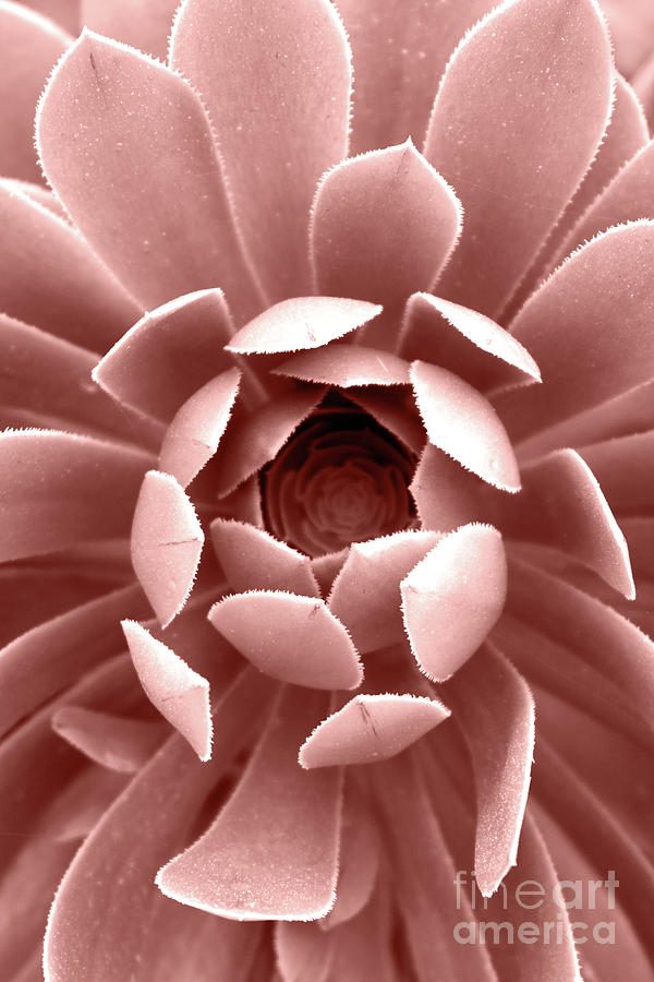 Nature Photograph - Blush Pink Succulent Plant, Cactus Close Up by PrintsProject