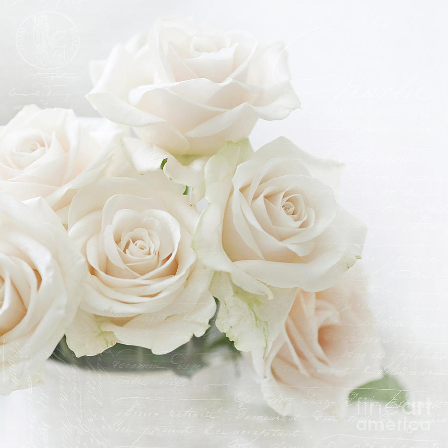 Blush Roses Photograph by Sylvia Cook