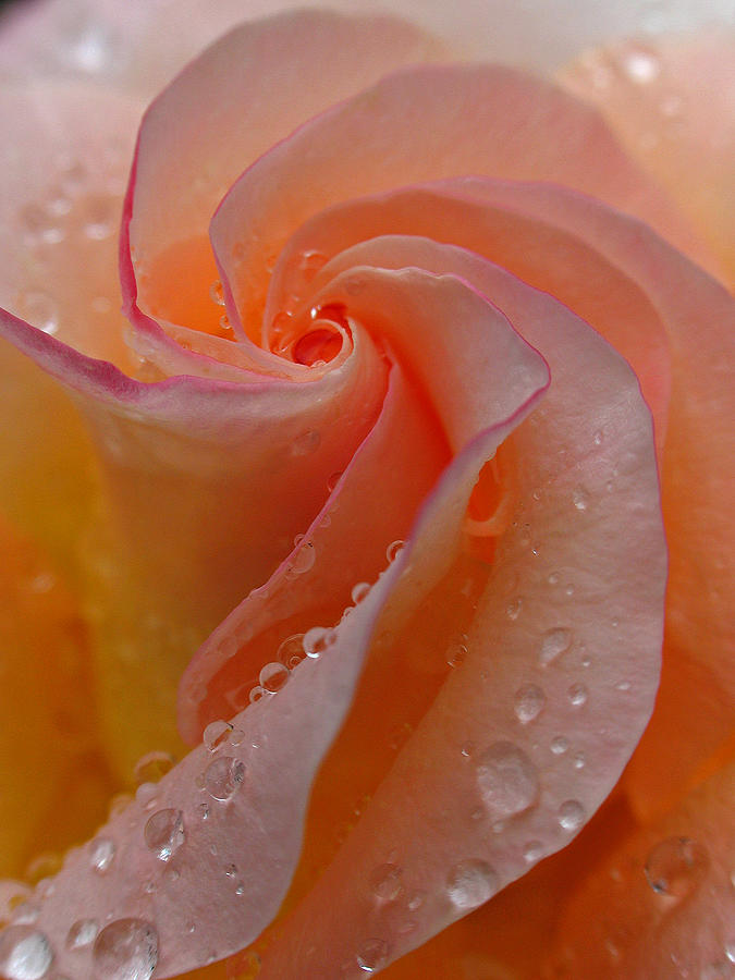Blushing Beauty Photograph by Juergen Roth