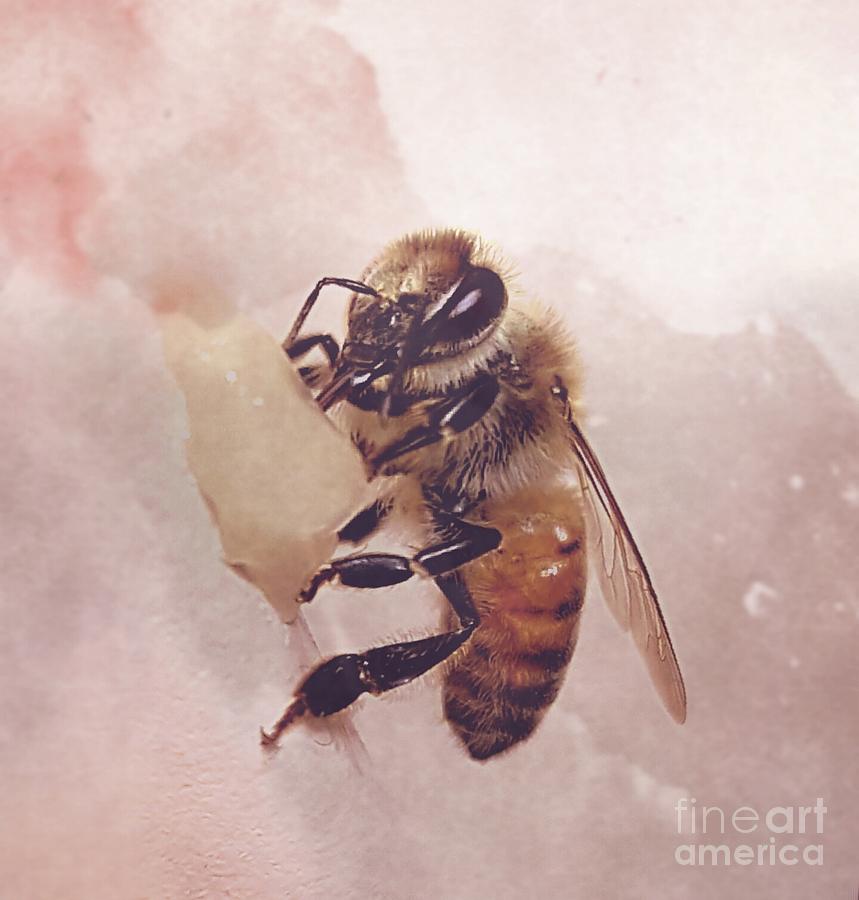 Blushing Bee Photograph by Chanda Hopkins