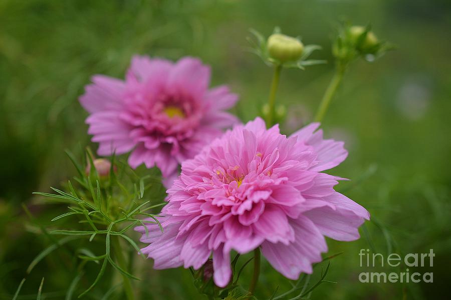 Blushing Blooms Photograph