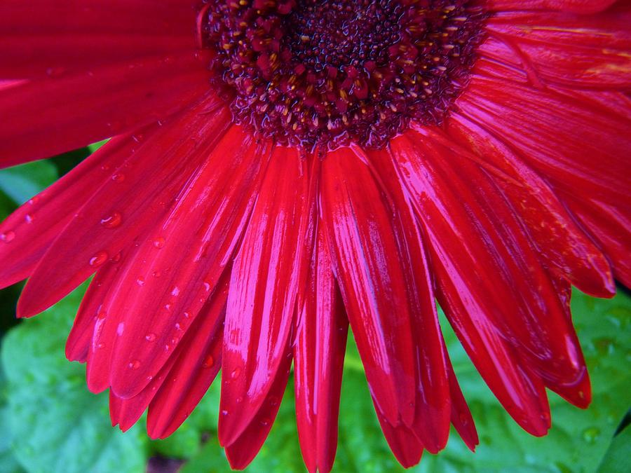 Blushing Daisy Photograph by Jeanette Oberholtzer