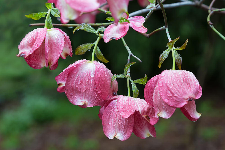 Blushing Dogwood Blooms Photograph by Kathleen Bishop