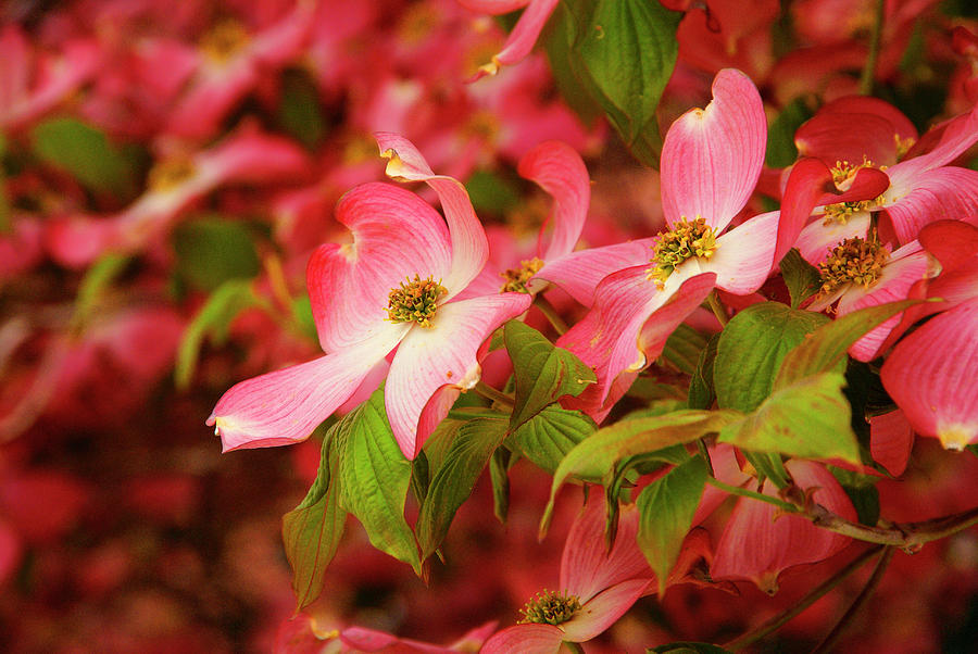 Blushing Dogwood Photograph by Cate Franklyn
