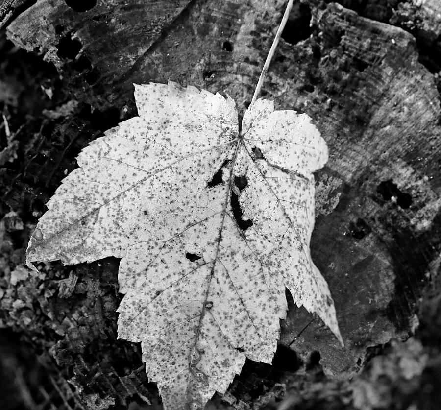 Blushing fall BW Photograph by Mary Bedy