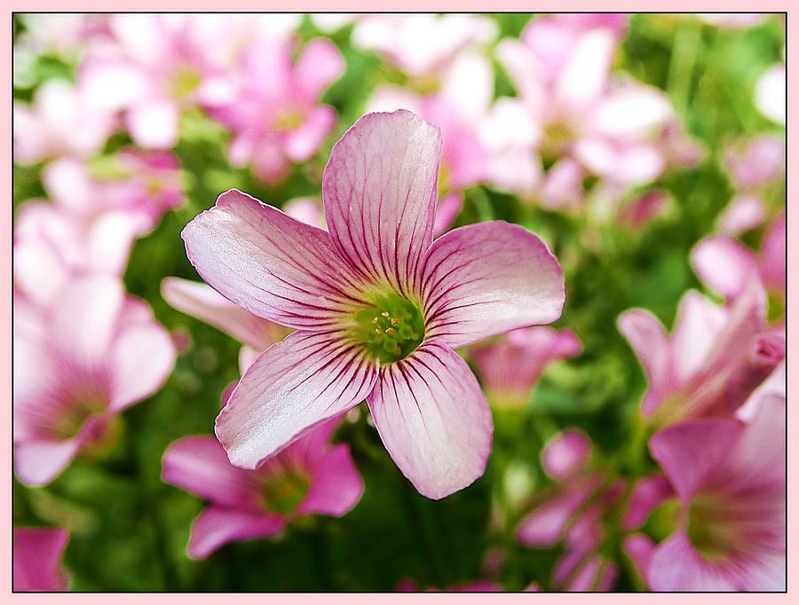 Blushing Flowers Photograph by Kenneth Keller - Fine Art America