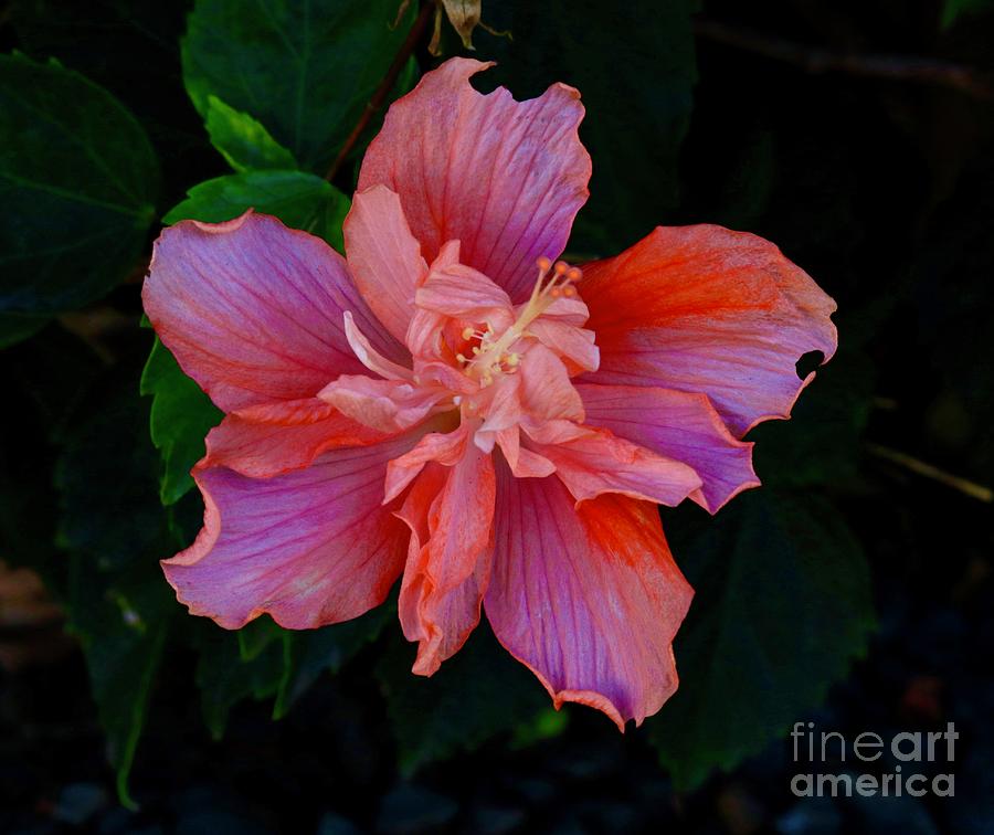 Blushing Hibiscus Photograph by Craig Wood