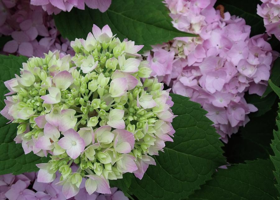 Blushing Hydrangeas I Photograph by Anna Villarreal Garbis - Fine Art ...