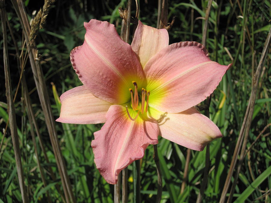 Blushing Lily Photograph by Lori Chartier