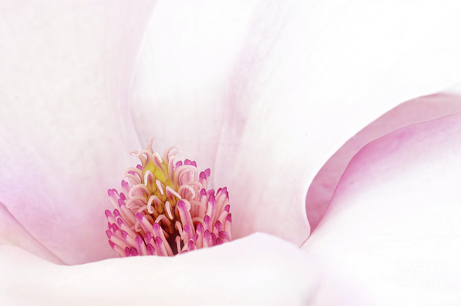 Blushing Magnolia Photograph by Anita Pollak