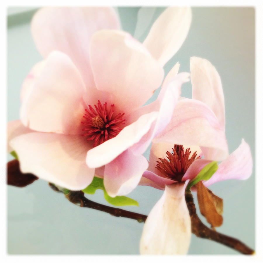 Blushing Magnolia Photograph by Dorian Hill Blushing Magnolia Photograph by Dorian Hill