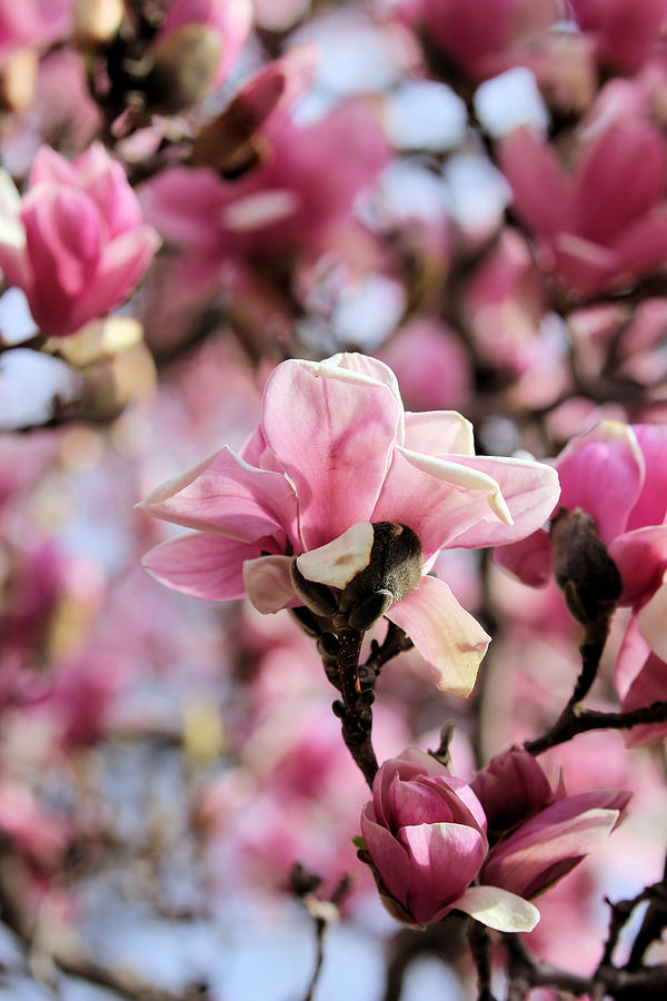 Blushing Magnolia Photograph by Theresa Campbell