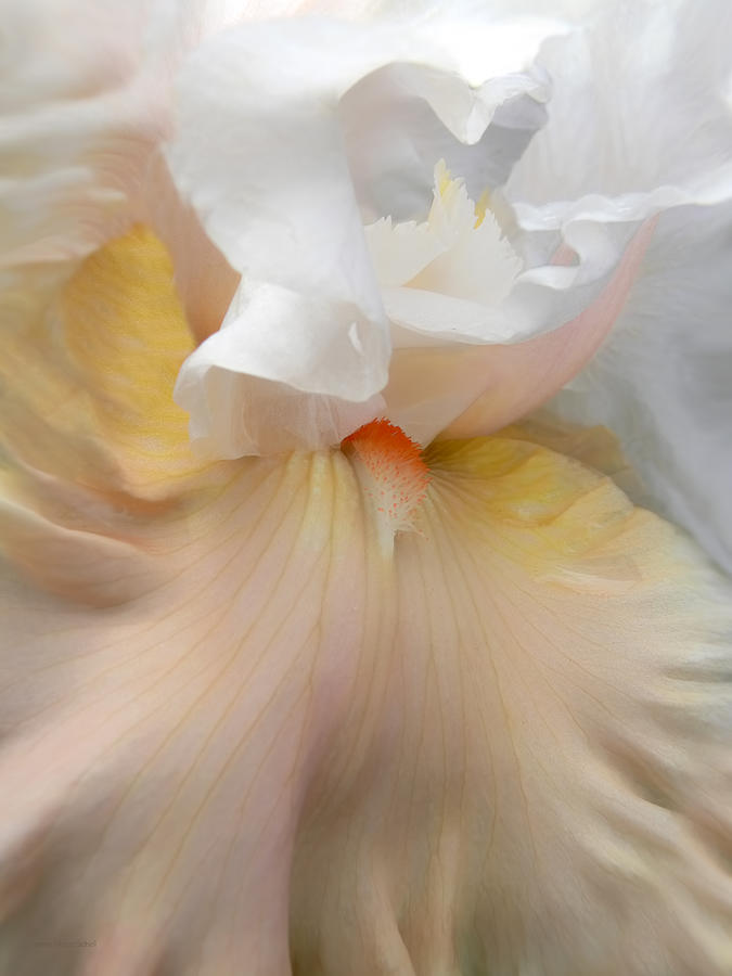 Nature Photograph - Blushing Peach Iris Flower by Jennie Marie Schell
