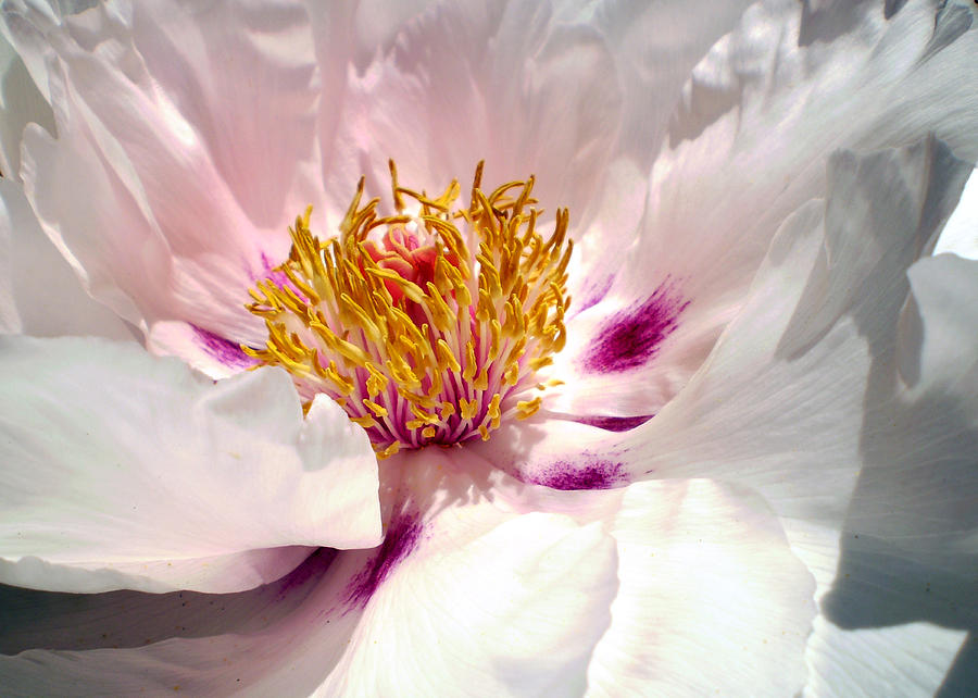 Blushing Peony Photograph by Sandy Fisher