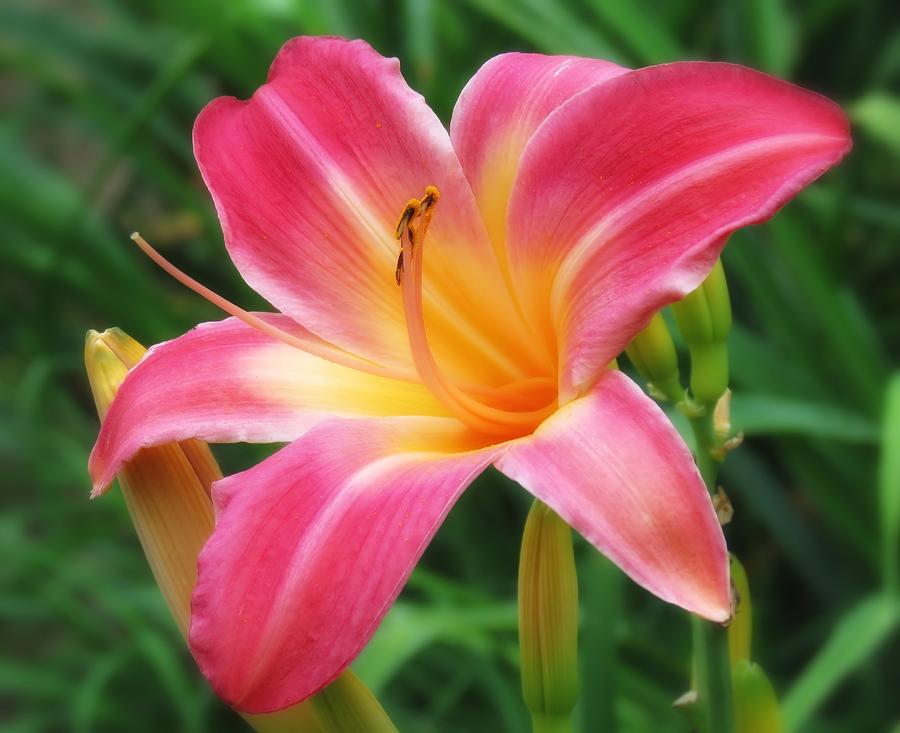Lily Photograph - Blushing Pink Glow by MTBobbins Photography