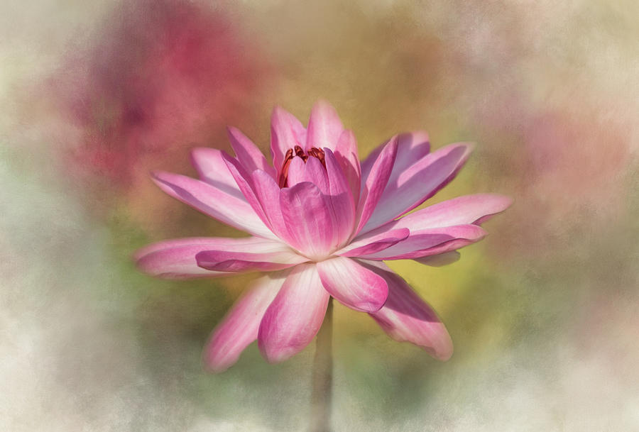 Lily Photograph - Blushing Pink by Kim Hojnacki