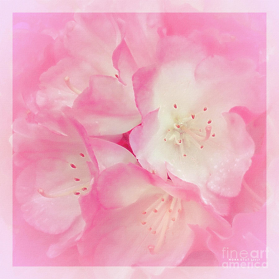 Blushing Pink Rhododendron Digital Art