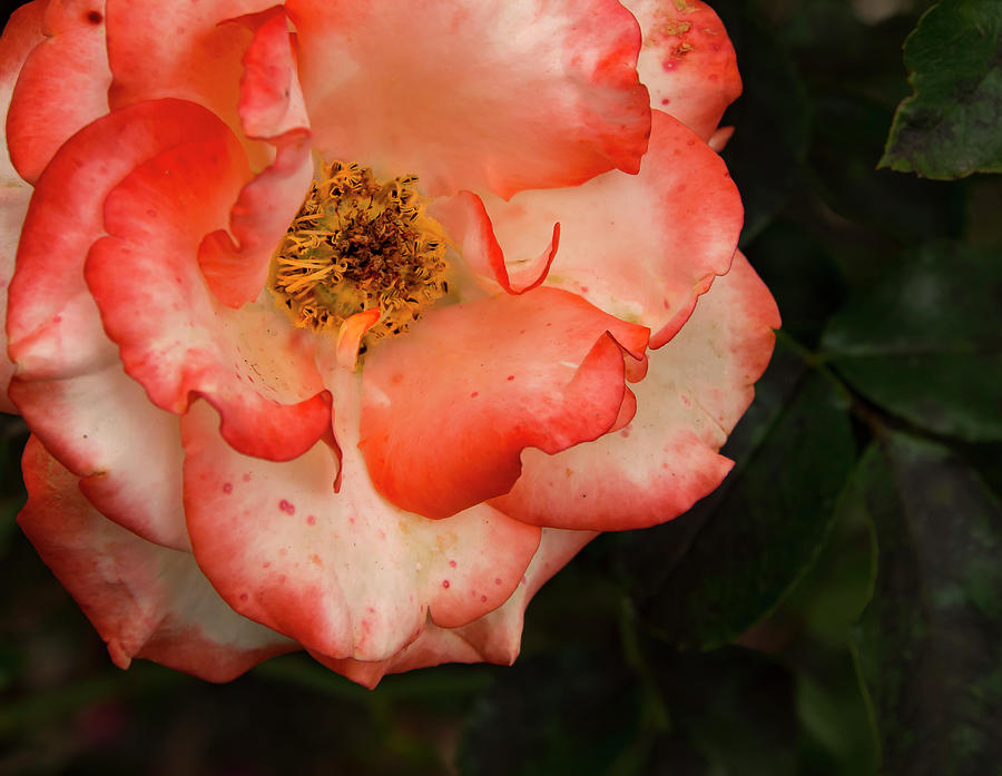 Blushing Rose Photograph by Jean Noren