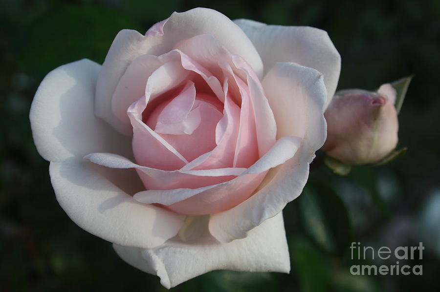 Blushing Rose Photograph by Maria Young - Fine Art America