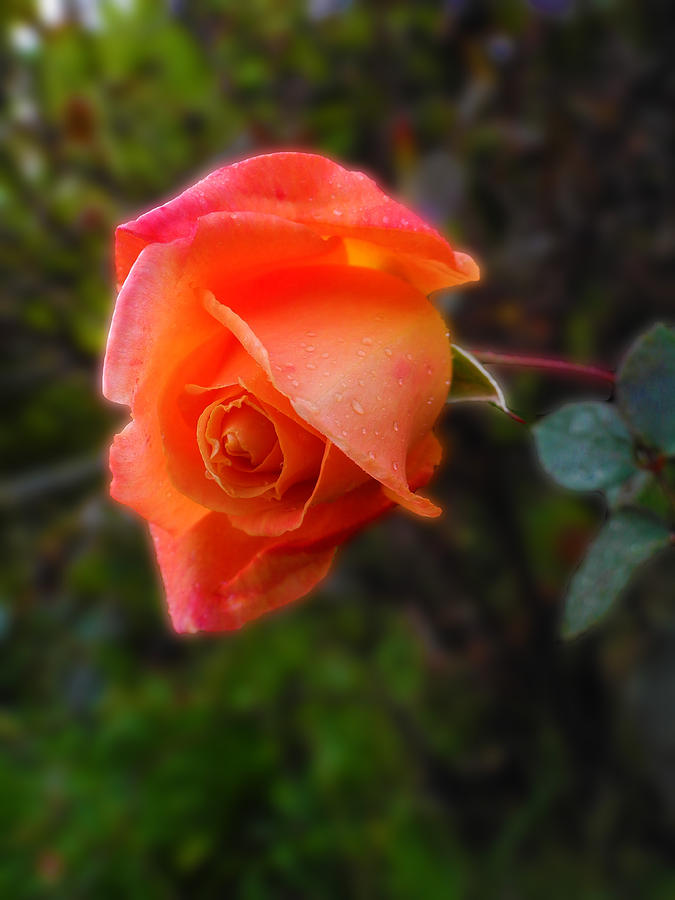 Blushing Rose Photograph by Mark Blauhoefer