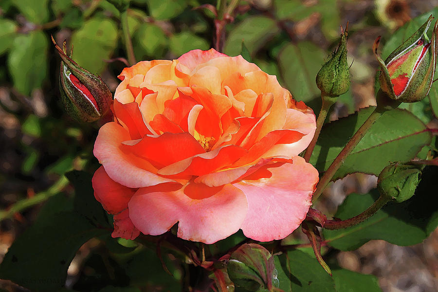 Blushing Rose Photograph by Susan Vineyard