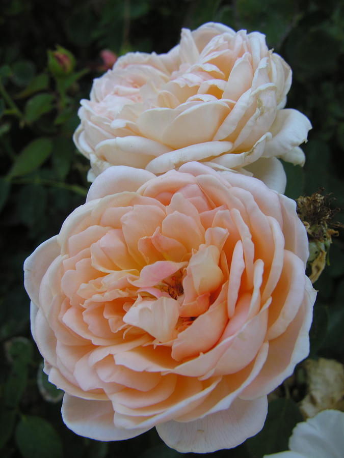 Blushing Roses Photograph by C Thomas Cooney